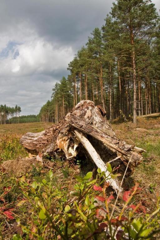 Agroturystyka Skoszewo Luaran gambar