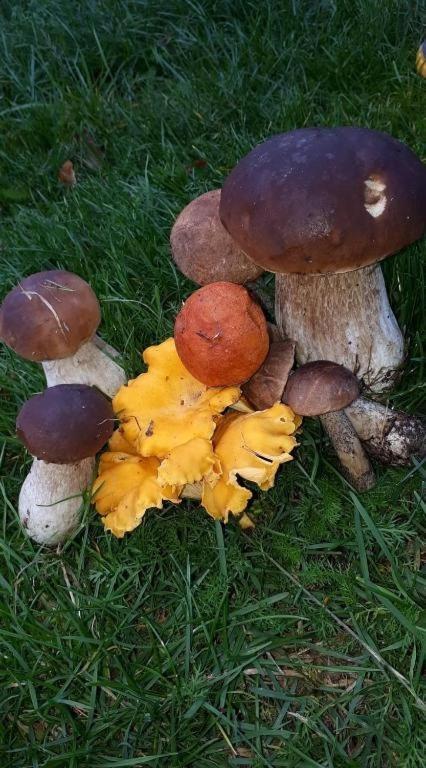 Agroturystyka Skoszewo Luaran gambar